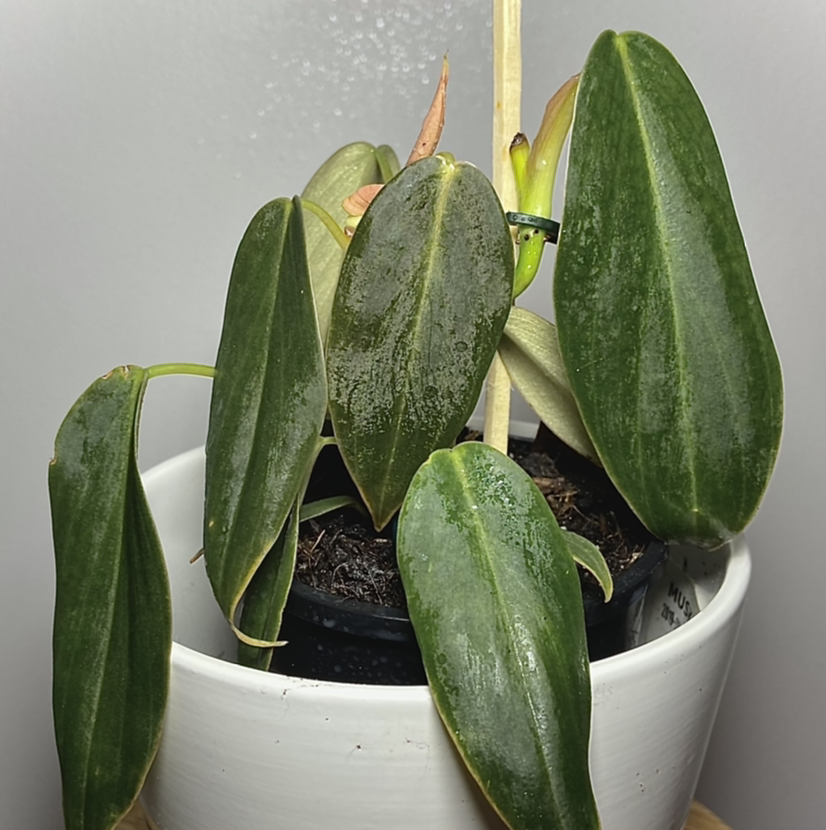 Philodendron gigas plant in a white pot with mostly healthy green leaves and minor browning.