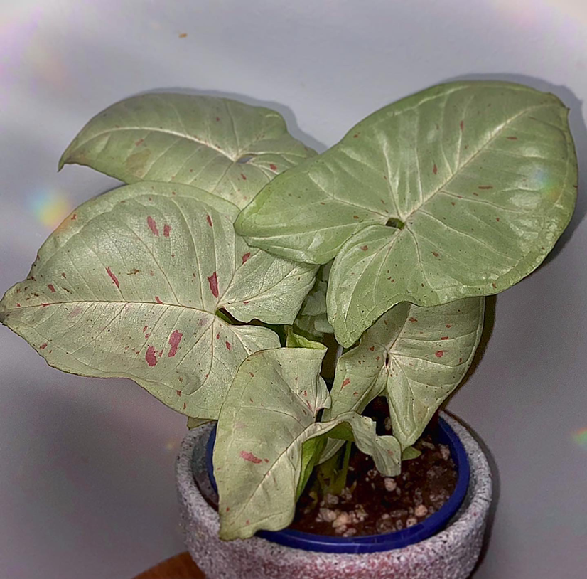 Photo of the plant species Confetti Syngonium by @Fat.jungle named Milk confetti on Greg, the plant care app