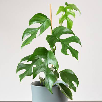 Photo of the plant species Mini Monstera by @Fat.jungle named Mini Monstera on Greg, the plant care app