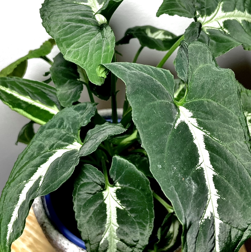 Photo of the plant species Syngonium wendlandii by @Fat.jungle named Wendlandii on Greg, the plant care app