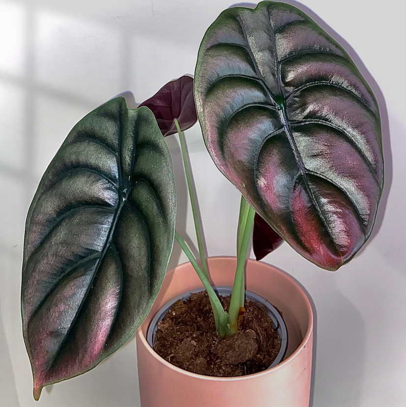 Alocasia ‘Red Secret’ plant with glossy, dark green and reddish leaves in a pink pot.