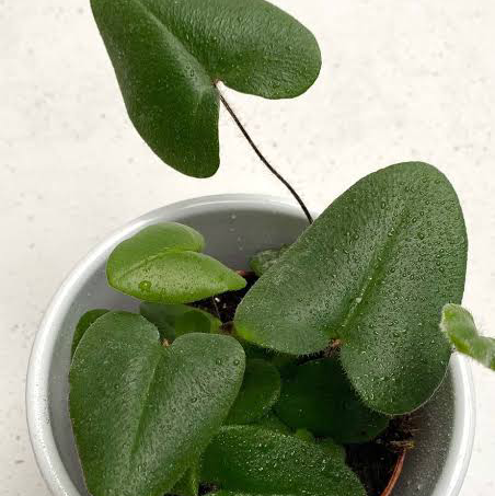 Photo of the plant species Hart's Tongue Fern by @Fat.jungle named Hart tongue fern on Greg, the plant care app