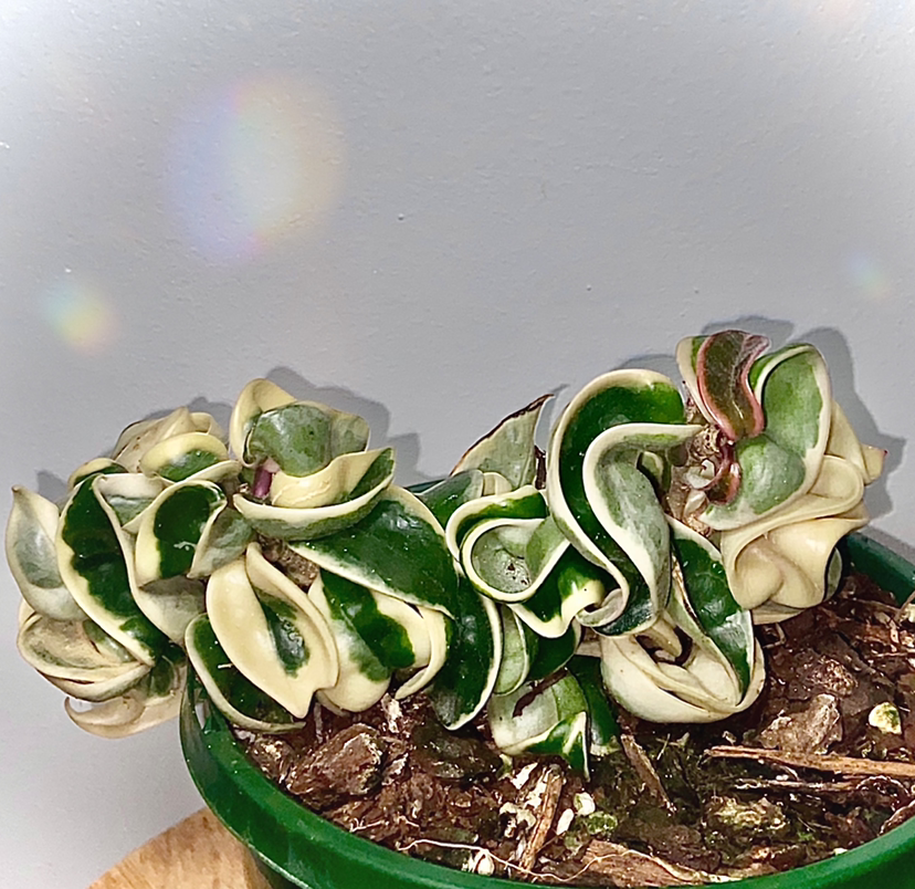 Waxplant plant photo by @Fat.jungle named Compacta varigarta on Greg, the plant care app.