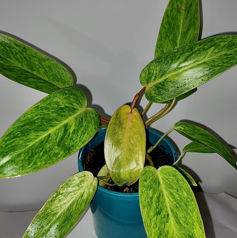 Photo of the plant species Philodendron 'Painted Lady' by @Fat.jungle named Painted Lady on Greg, the plant care app