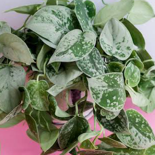 Photo of the plant species Silver Anne Pothos by @Fat.jungle named Silvery Ann on Greg, the plant care app