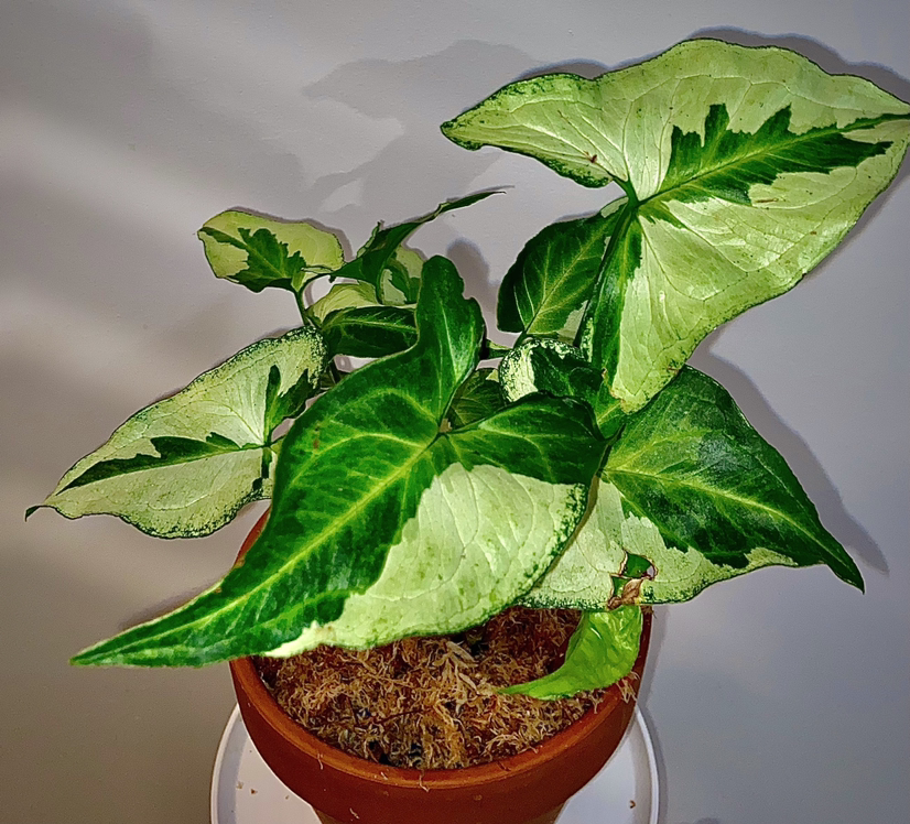 Photo of the plant species Three Kings Syngonium by @Fat.jungle named Three king on Greg, the plant care app