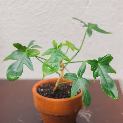 Photo of the plant species Philodendron Pedatum by @Fat.jungle named Florida on Greg, the plant care app