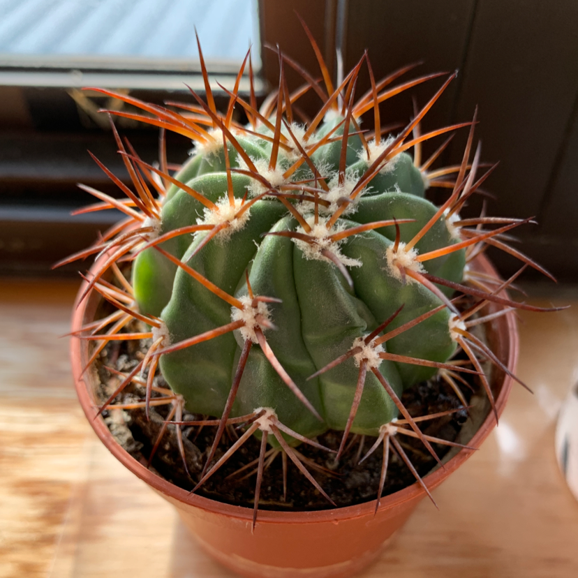 Blue Barrel Cactus in a small pot with prominent spines, well-framed and in focus.