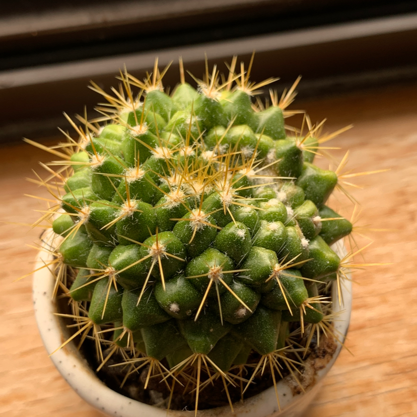 Photo of the plant species Mother of Hundreds by Emily named Mr Bean on Greg, the plant care app