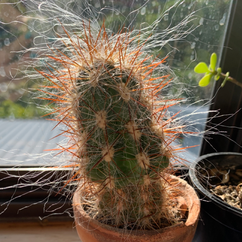 Photo of the plant species Correll's Hedgehog Cactus by Emily named Hagrid on Greg, the plant care app