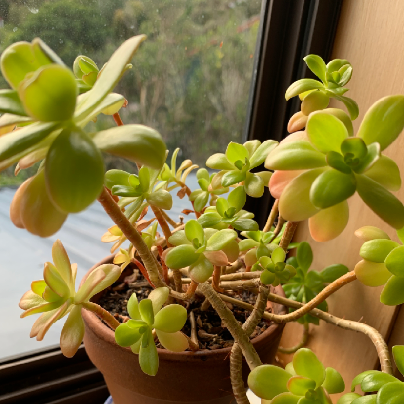 Photo of the plant species Succulent Bush Senecio by Emily named Gregory on Greg, the plant care app