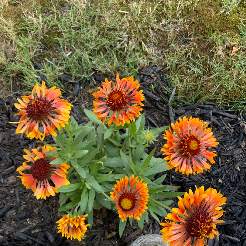 Indian Blanket plant with vibrant orange and red flowers, appearing healthy.