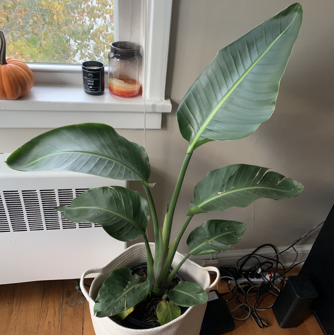 Healthy, thriving White Bird of Paradise plant with lush green leaves in a bright indoor space near a window.