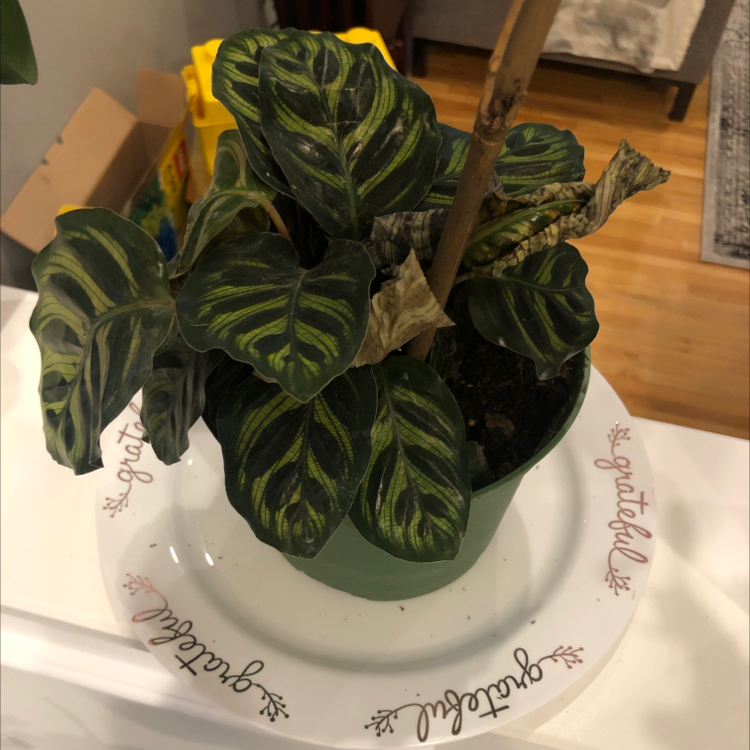 Potted Cathedral Windows plant with dark green leaves and light green patterns, some browning leaves.