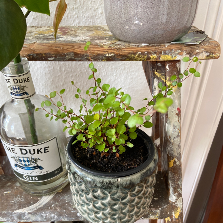 Sprawling Wirevine plant in a pot on a wooden shelf, appearing healthy with vibrant green leaves.