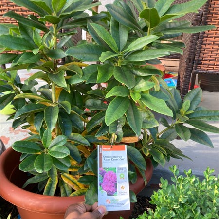 Photo of the plant species Rhododendron Arboreum by Cameron named Land of Kush on Greg, the plant care app