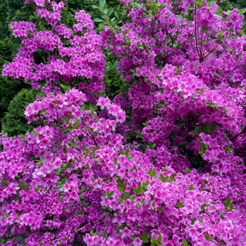 A healthy Satsuki Azalea plant with numerous vibrant pink flowers.
