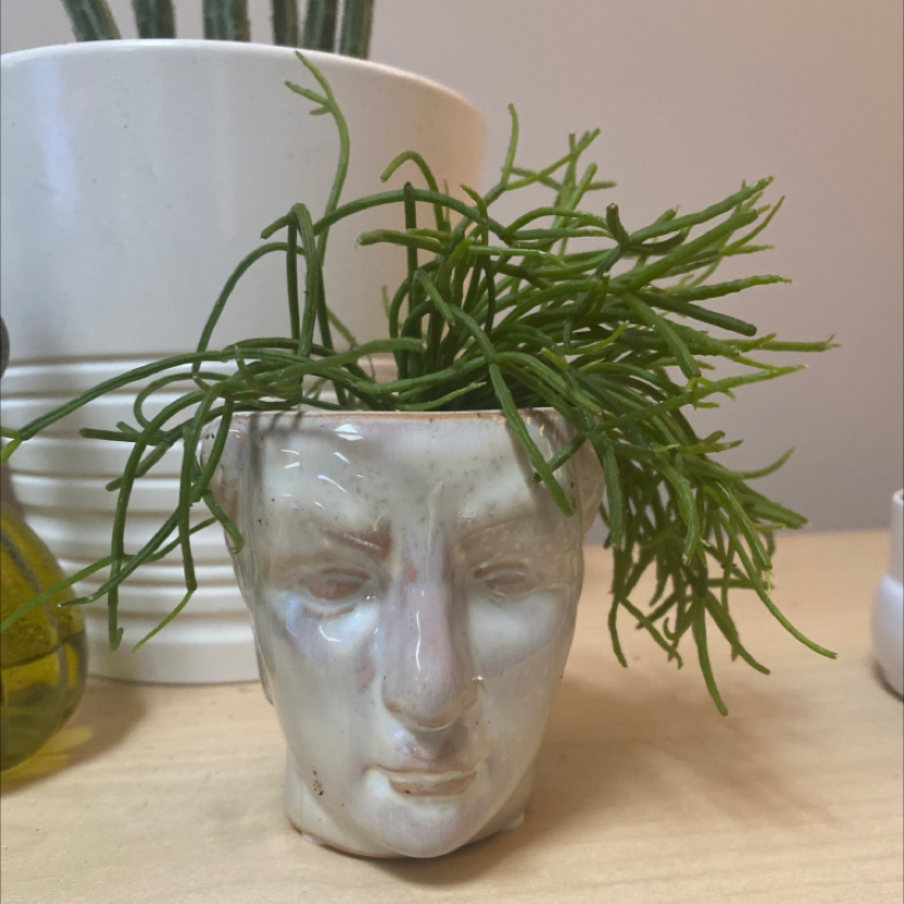 Plant care for Common Clubmoss on Greg, the plant care app