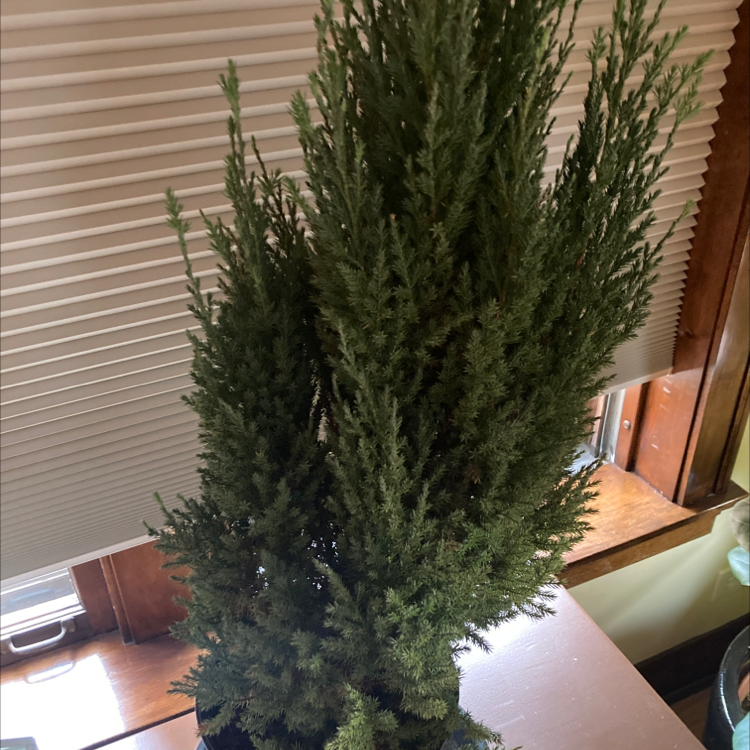 Mediterranean Cypress plant indoors near a window, healthy with dense green foliage.