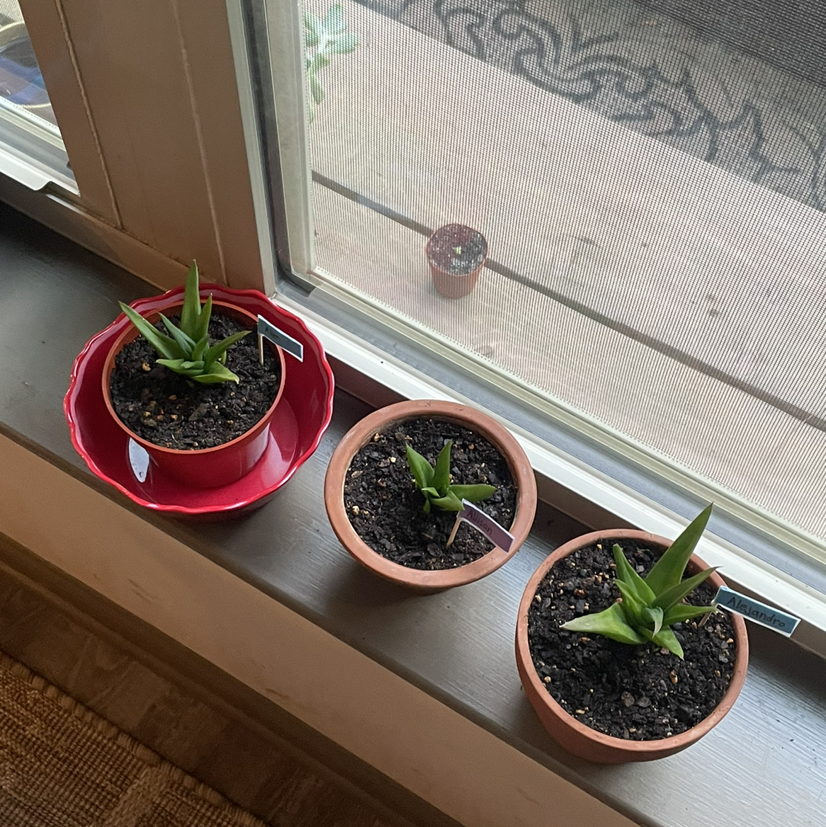 Alworthia 'Black Gem' plant photo by Virginia named Allen, Alejandro, & Allison on Greg, the plant care app.