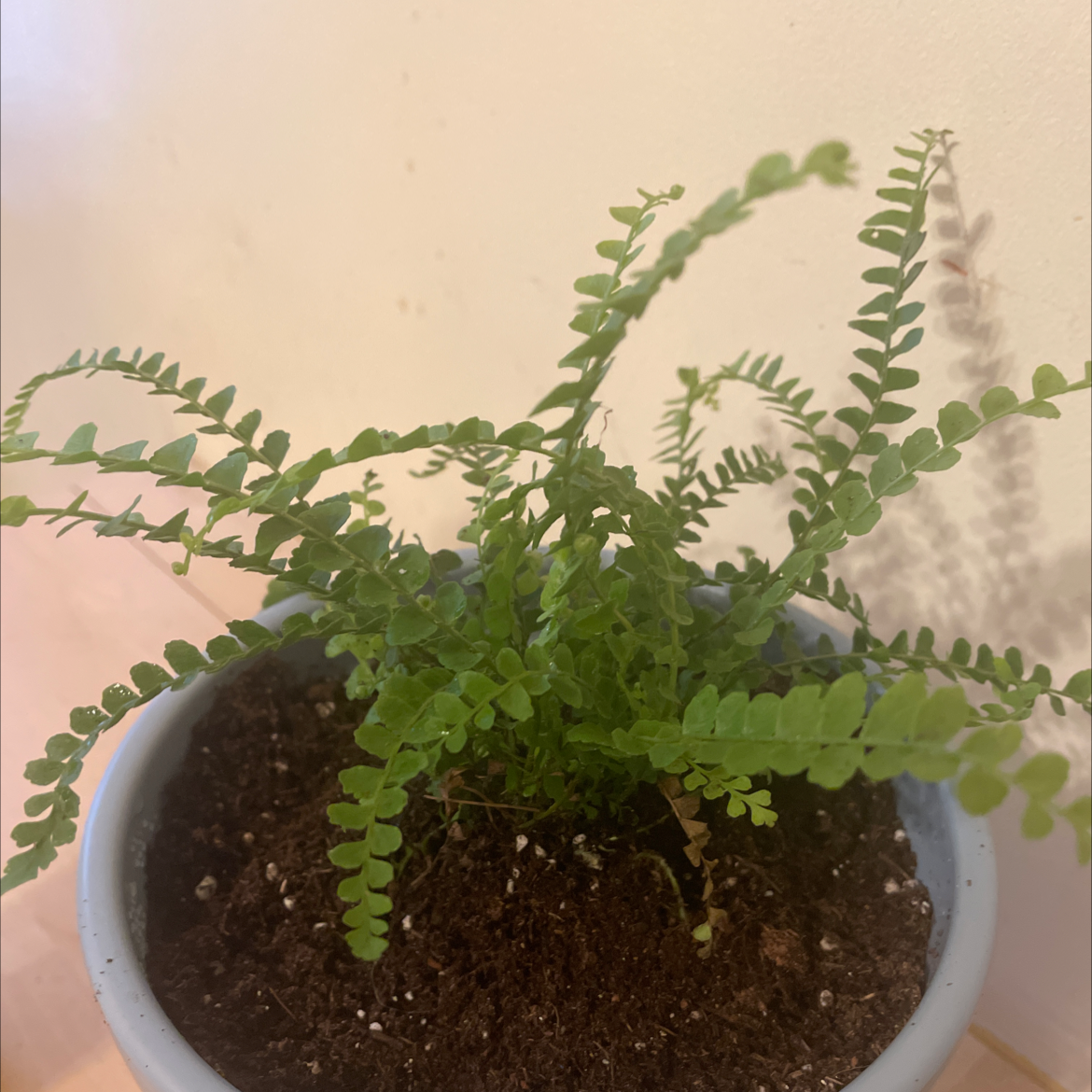 Northern Maidenhair Fern in a pot with healthy green leaves.