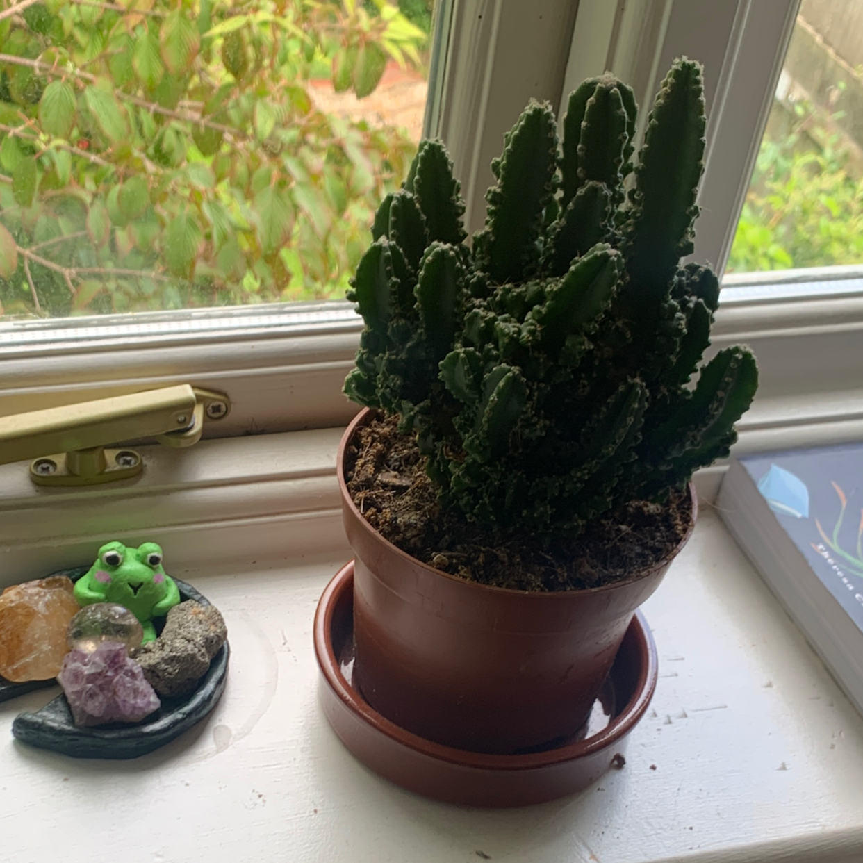 Fairy Castle Cactus plant photo by @el1se named Winston on Greg, the plant care app.