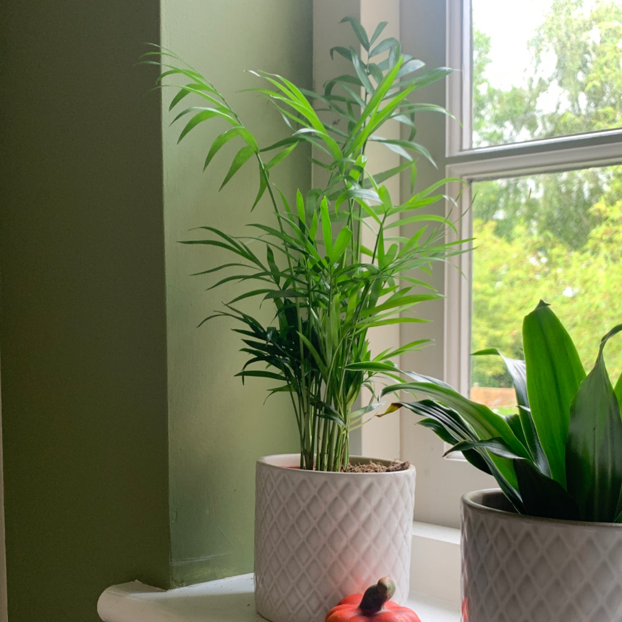 Photo of the plant species Parlour Palm by @el1se named Moriarty on Greg, the plant care app