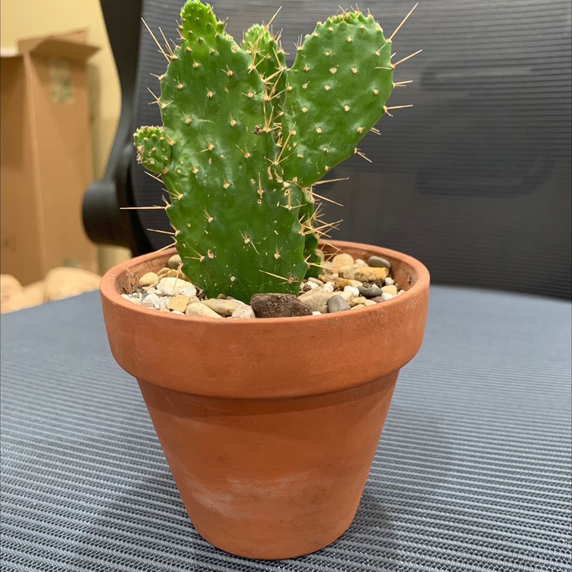 Potted Smooth Prickly Pear cactus with two pads in a terracotta pot.