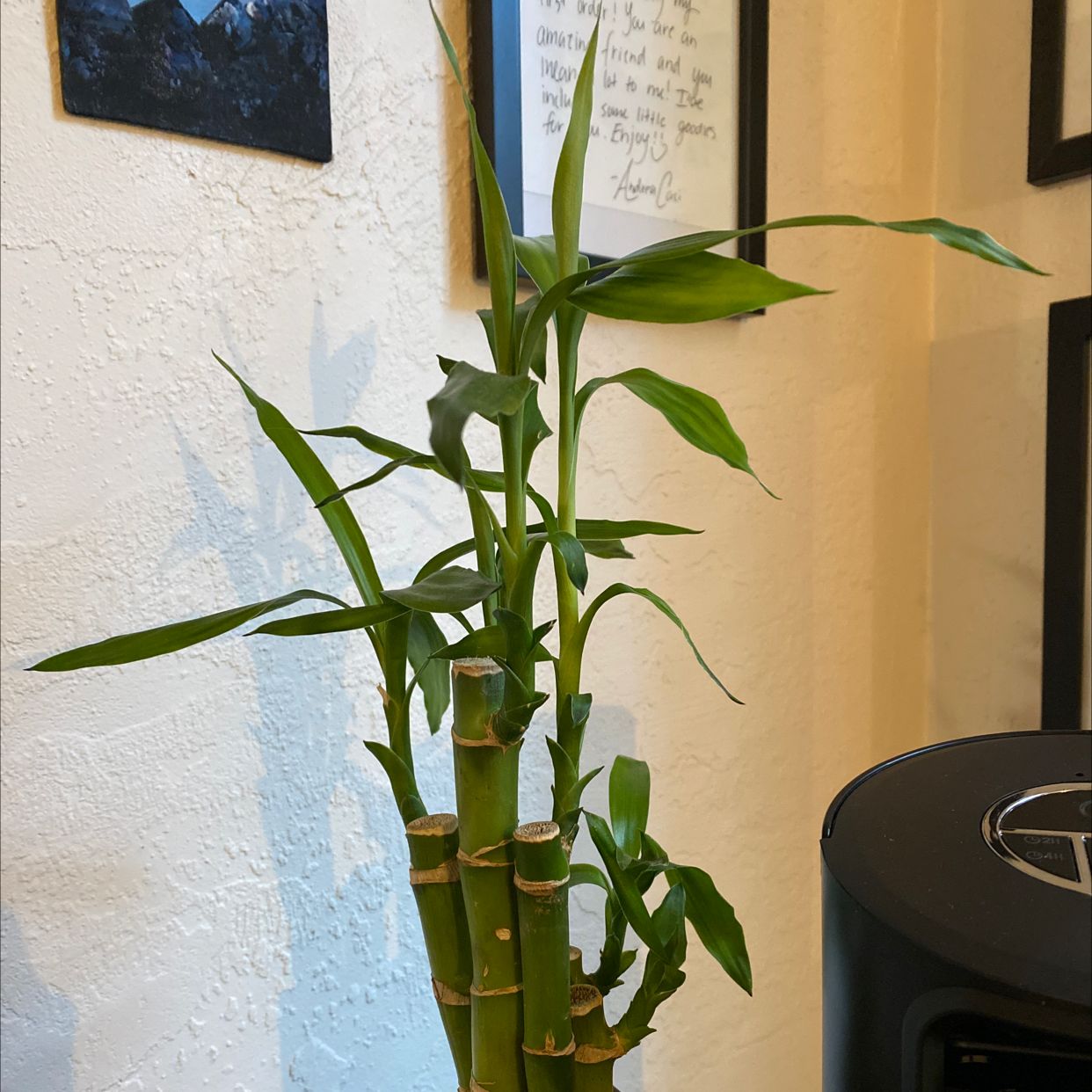 Lucky Bamboo plant photo by @adianrankin named Raphael on Greg, the plant care app.