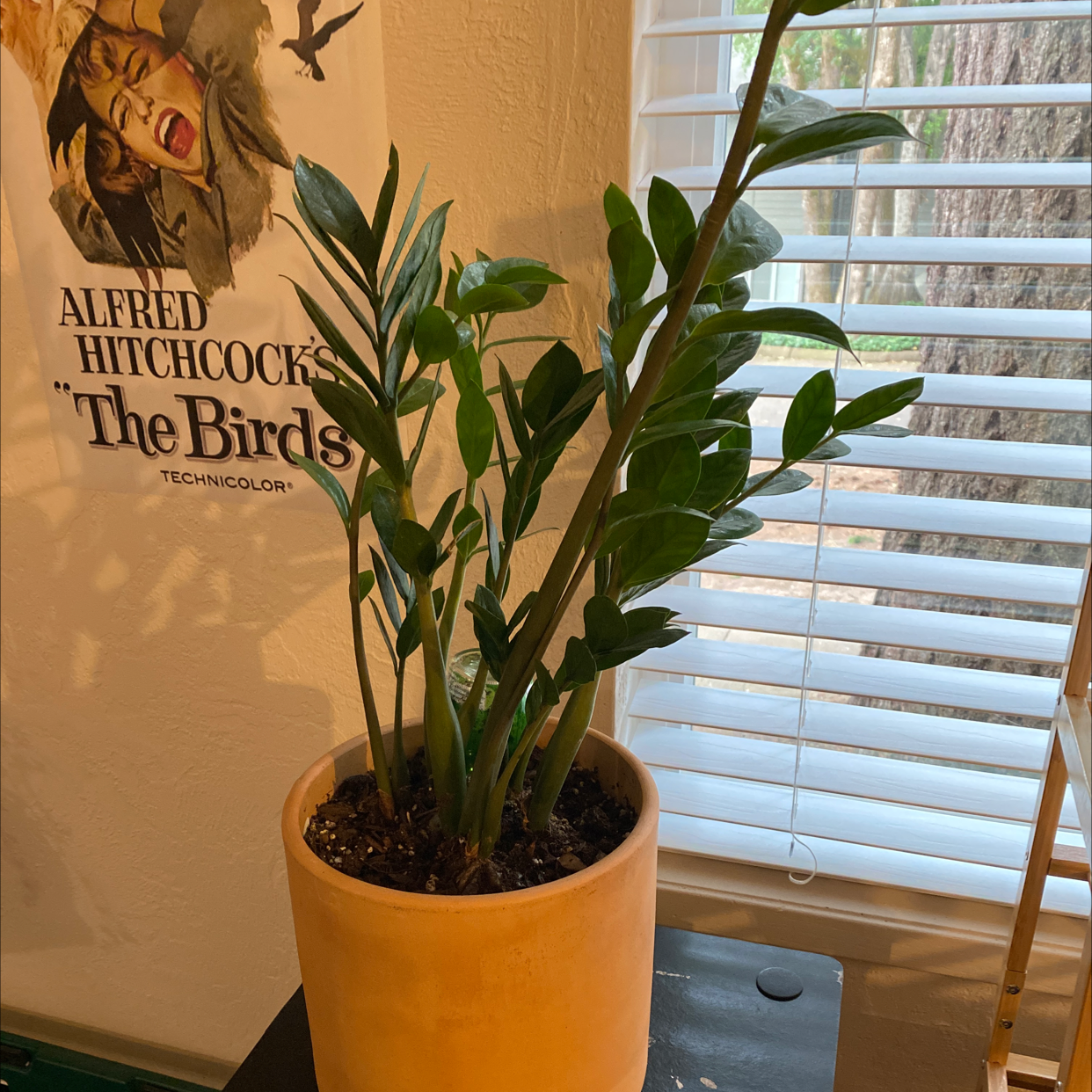 Zamioculcas Zamiifolia plant photo by @adianrankin named Hercules on Greg, the plant care app.