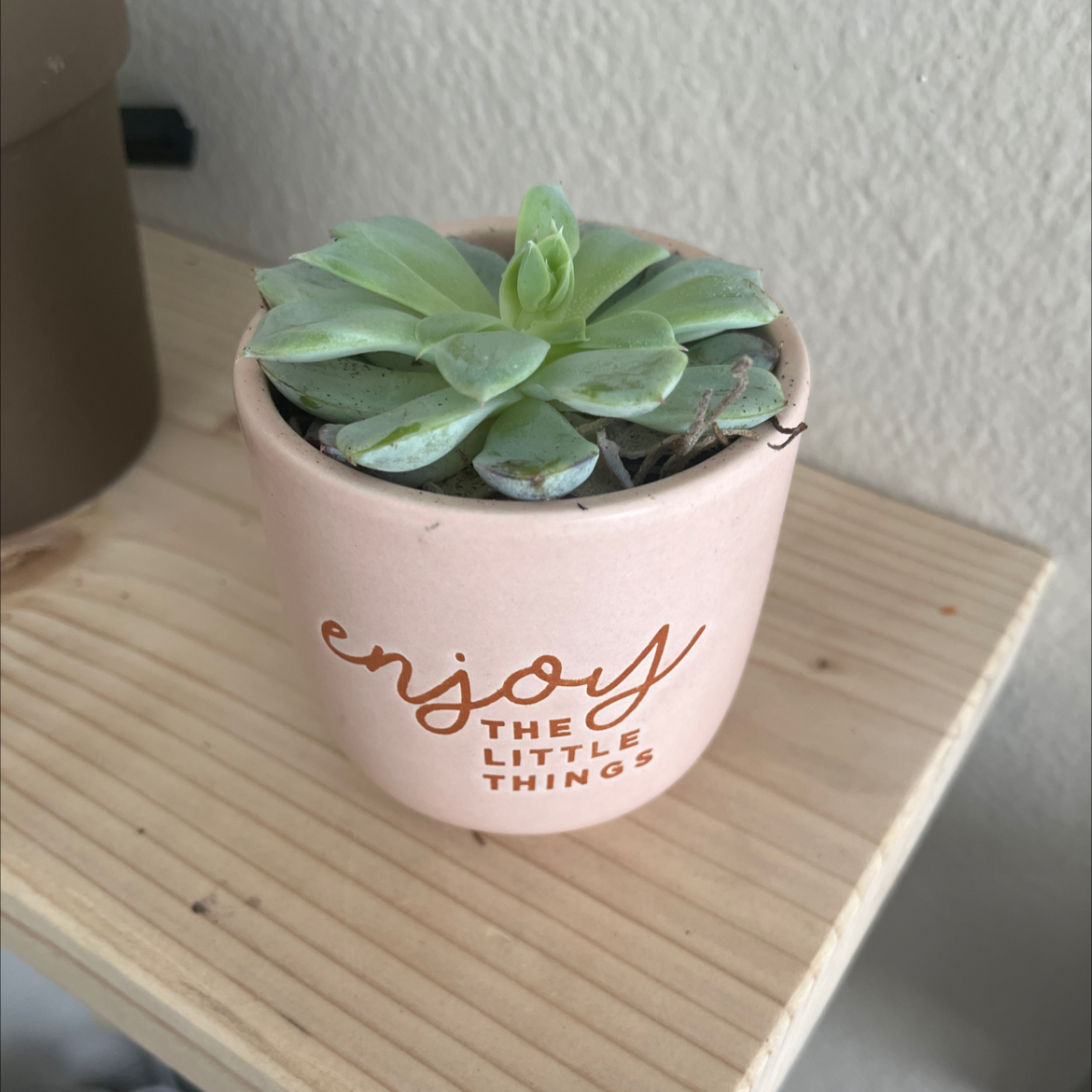 Pearl Echeveria succulent in a pink pot with 'enjoy the little things' text.