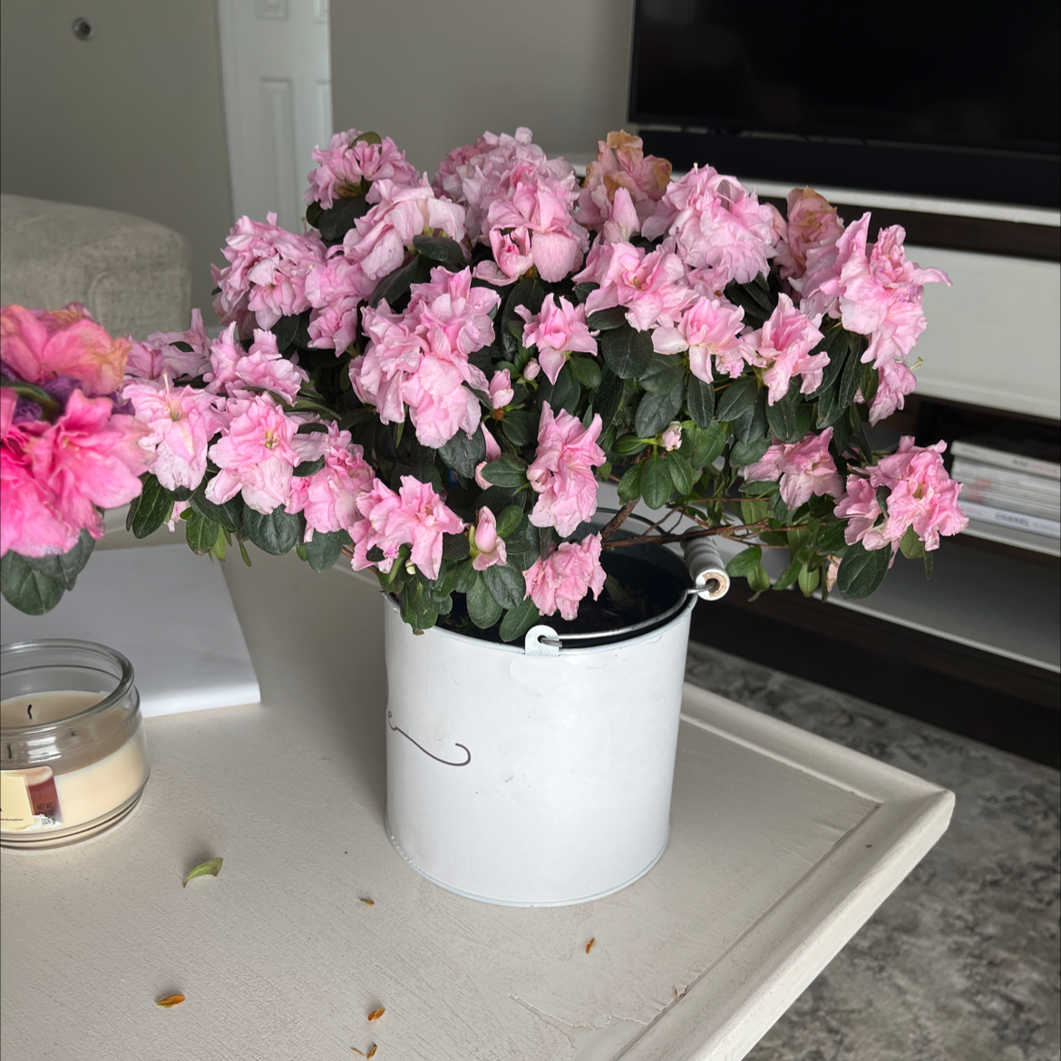 Rhododendron plant with pink flowers in a white pot on a table.