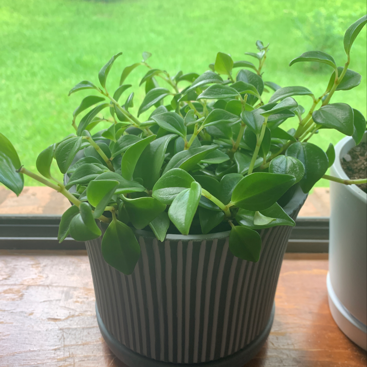 Healthy Peperomia 'Amigo Marcello' plant in a striped pot with green leaves.