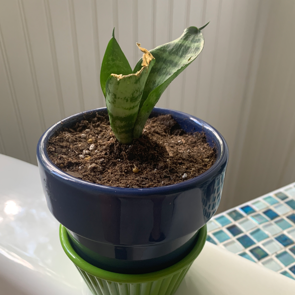 Potted Black Robusta Snake Plant with some browning at the tip of a leaf.
