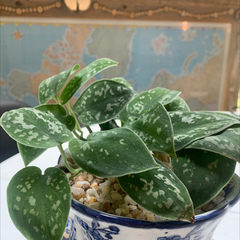 Satin Pothos plant photo by Pauline named Coco on Greg, the plant care app.