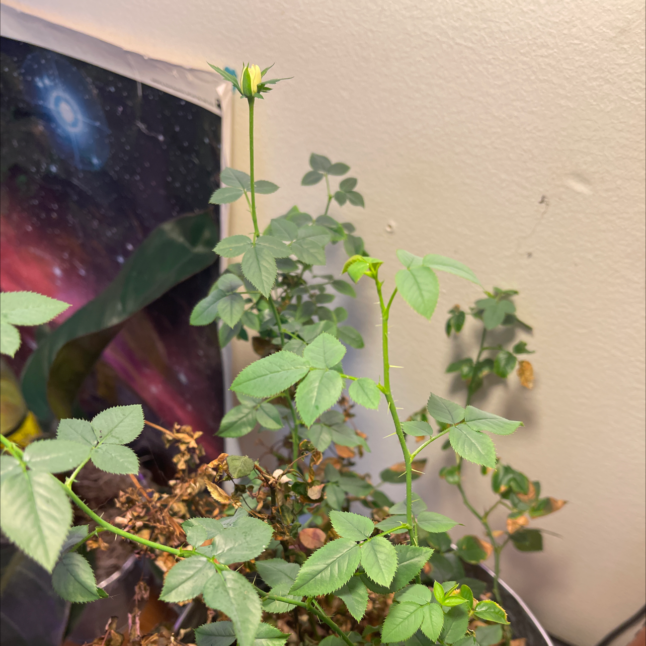 Dog Rose plant with green leaves and a few buds, some browning leaves, indoors.