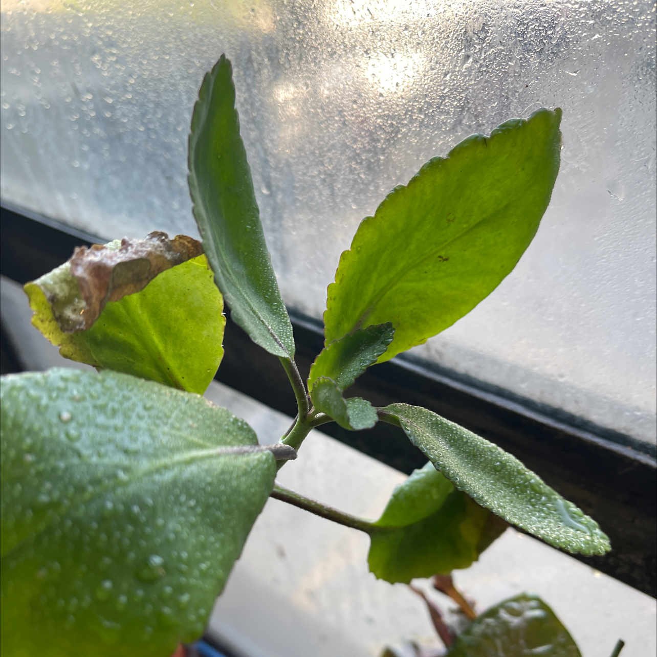 Close-up of healthy green Kalanchoe pinnata leaves with water droplets, well-framed against blurred background.