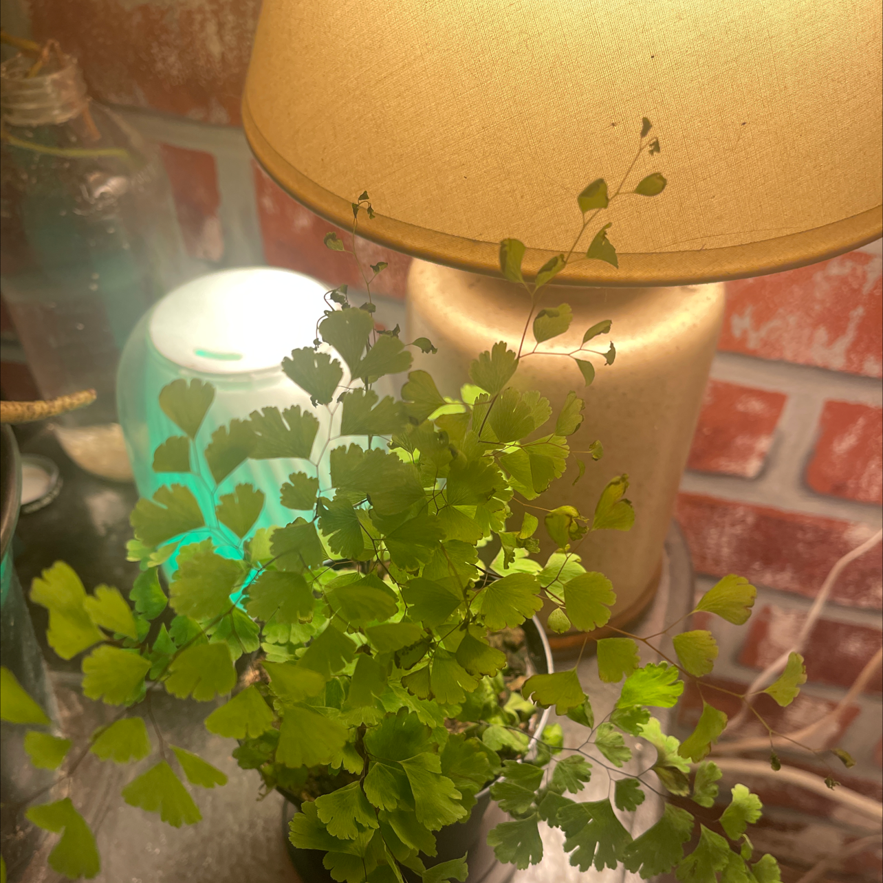 Pacific Maidenhair Fern indoors near a lamp, healthy green leaves.