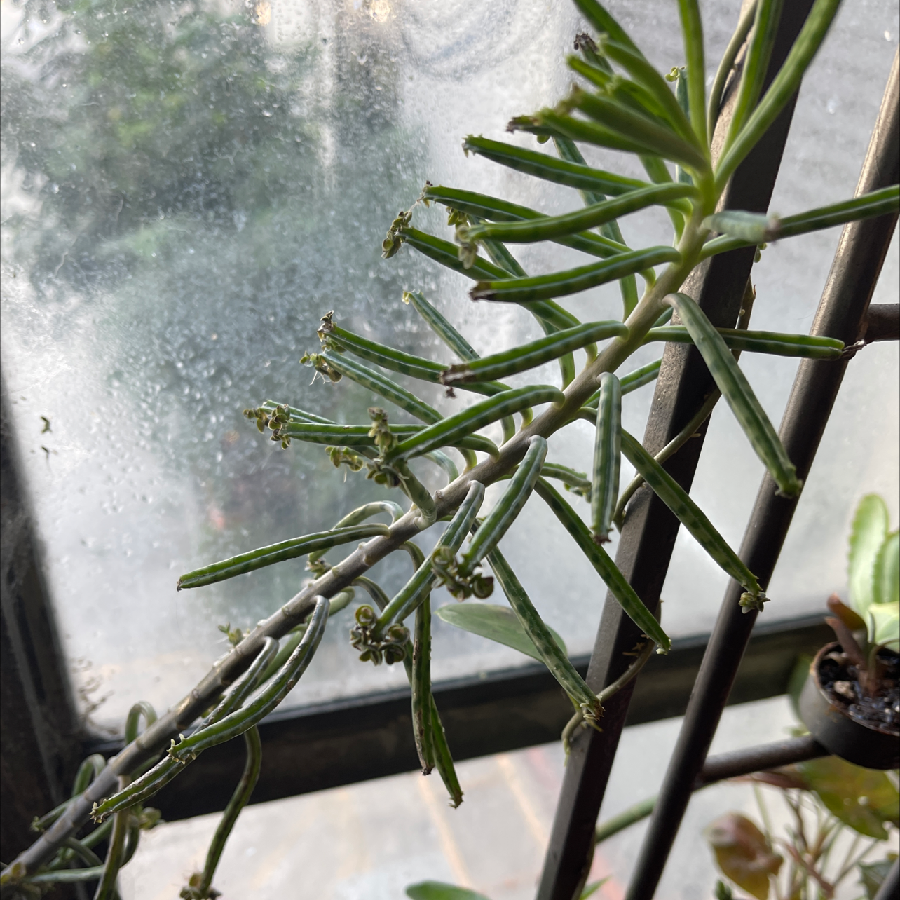 Photo of the plant species Mother of Millions by @seth7123 named MOM on Greg, the plant care app