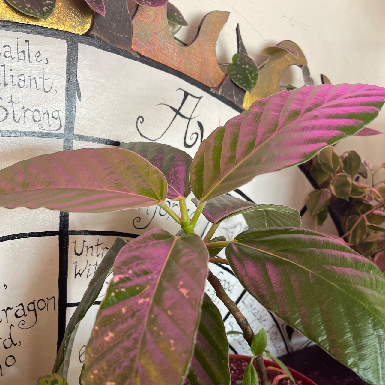Photo of the plant species Ficus Floris by @seth7123 named Loftree on Greg, the plant care app