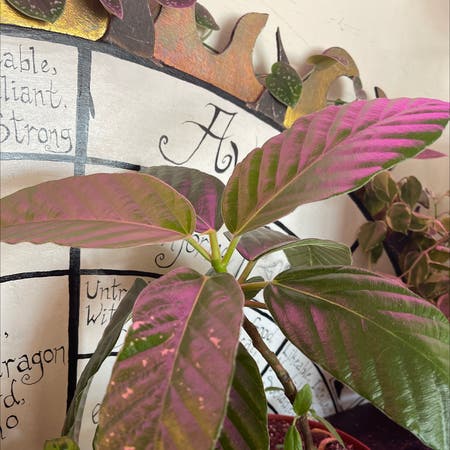 Photo of the plant species Ficus Floris by Seth7123 named Loftree on Greg, the plant care app