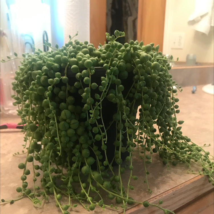 String of Pearls plant photo by Tenaya named Zion on Greg, the plant care app.