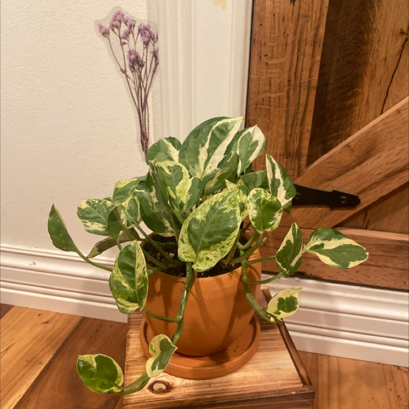 Pothos N' Joy plant photo by @Cashizzle69 named Grandma on Greg, the plant care app.