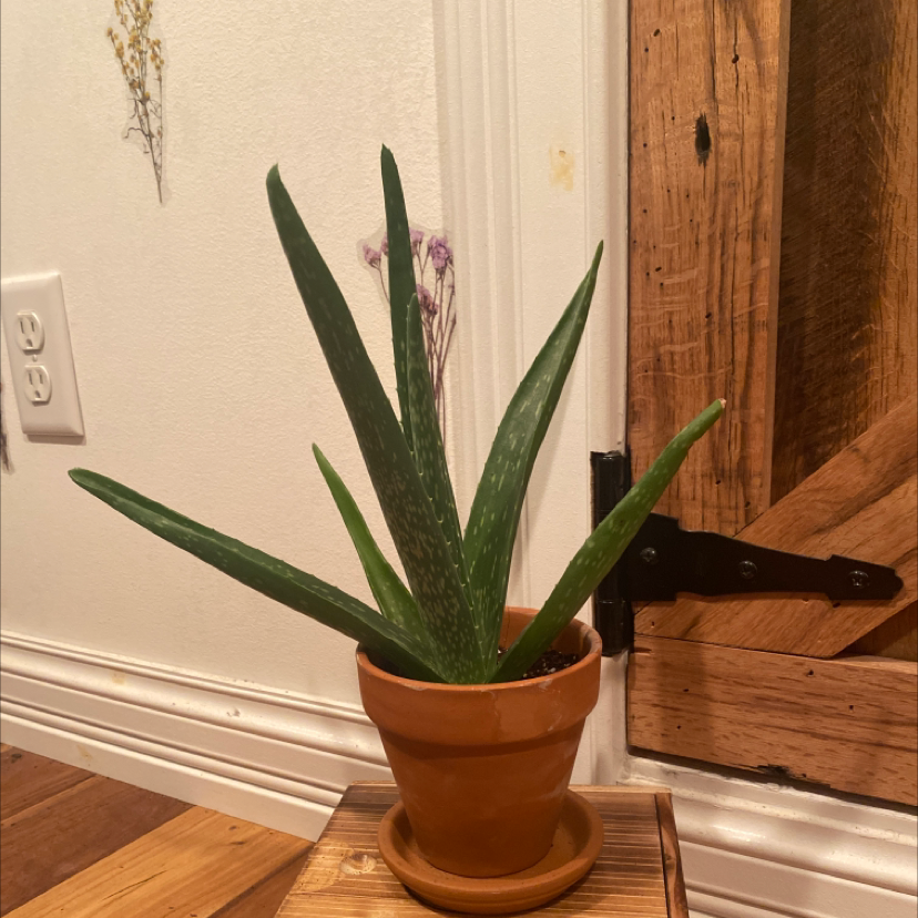 Aloe vera plant photo by @Cashizzle69 named Aloe Chera on Greg, the plant care app.