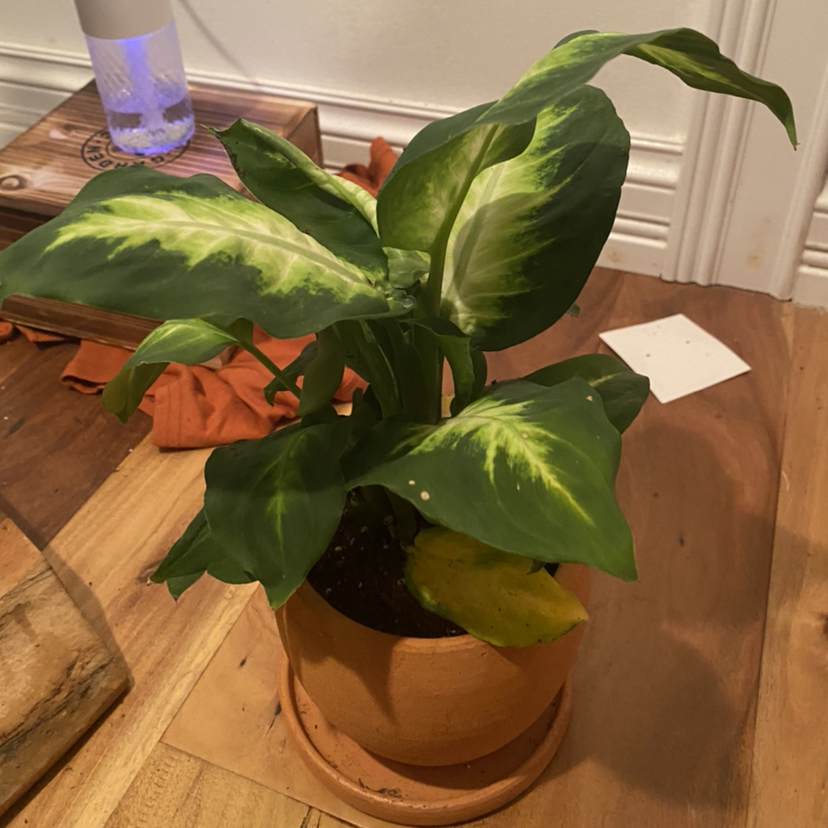 Chinese Evergreen plant photo by @Cashizzle69 named Bigleaf smalls on Greg, the plant care app.