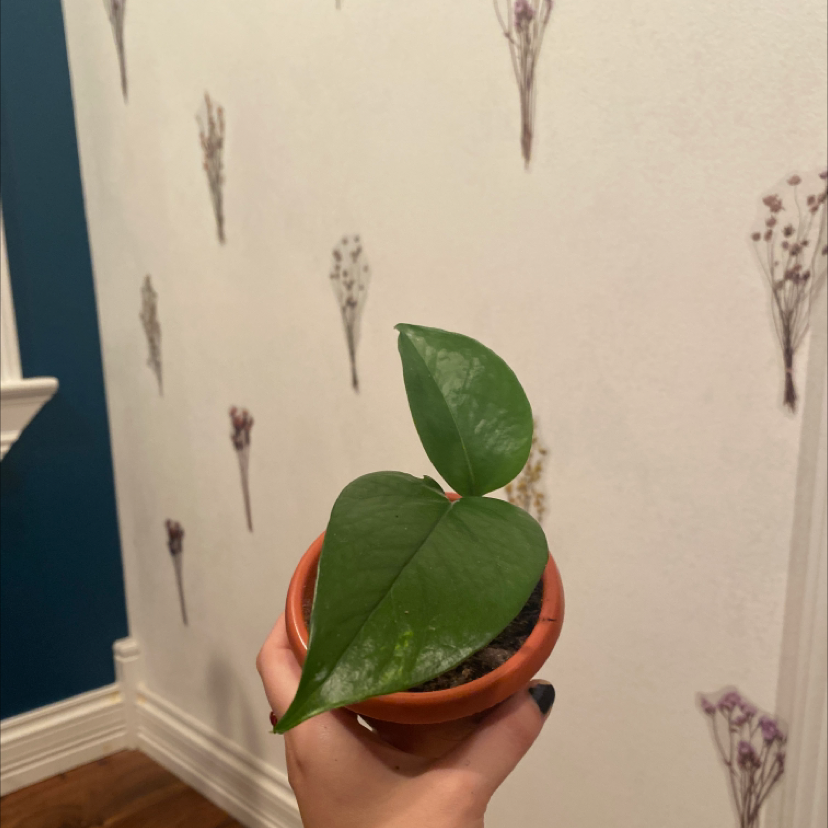 Taro Vine plant photo by @Cashizzle69 named Demeter on Greg, the plant care app.
