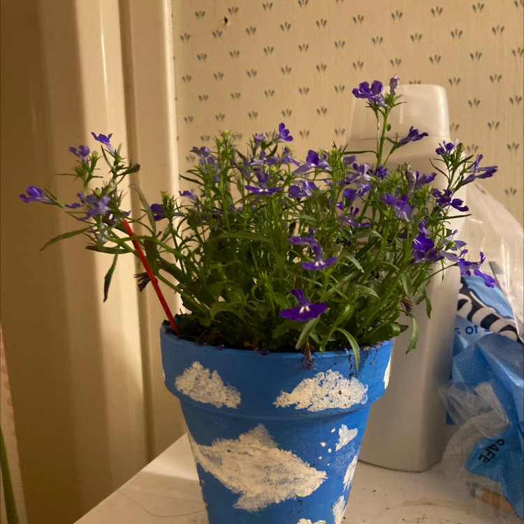 Potted Edging Lobelia with purple flowers in a blue and white cloud-patterned pot.