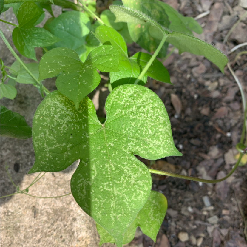 Common Morning Glory plant with mottled leaves and visible soil.