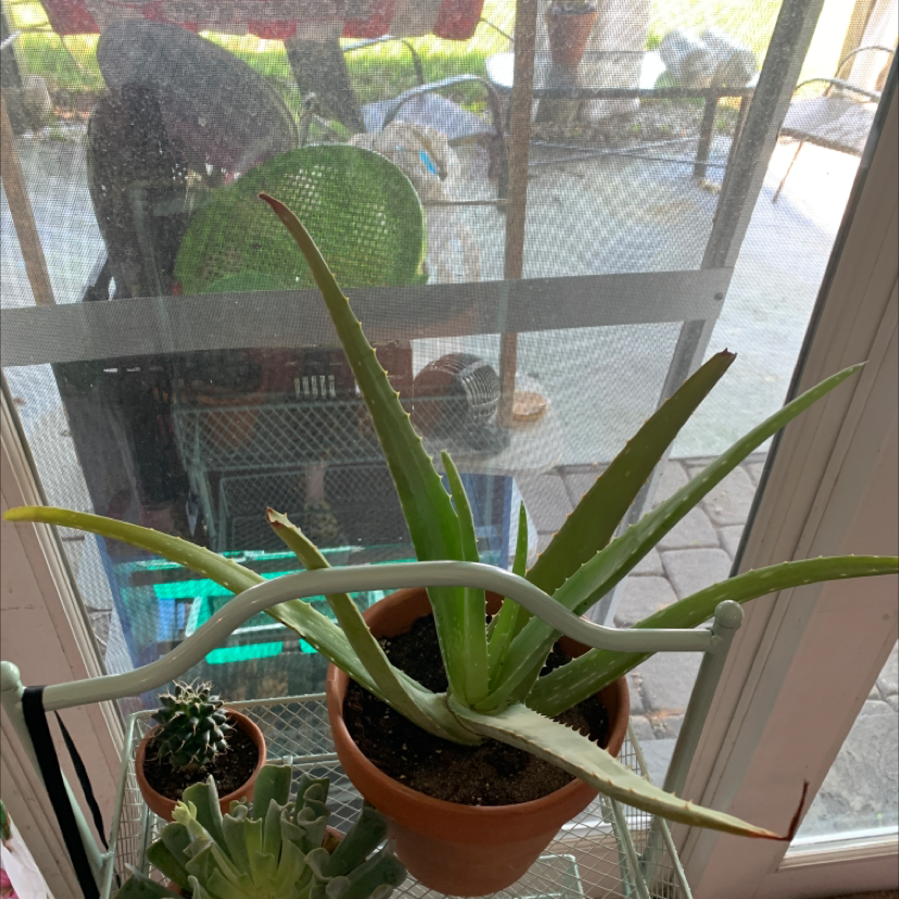 Aloe vera plant photo by @sammi.elliot named Alle! on Greg, the plant care app.