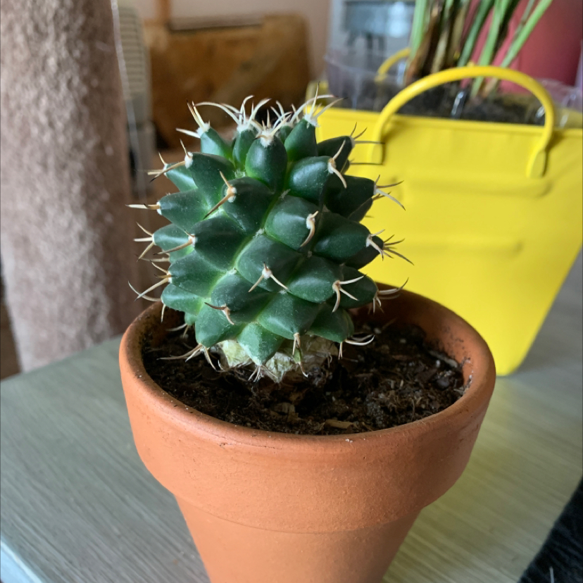 Healthy Mammillaria Polythele cactus in a terracotta pot with visible soil.